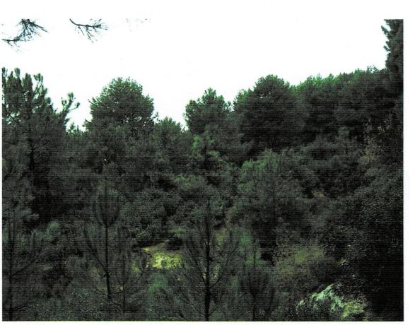 Terreno en los rasos, km 2 photo 2