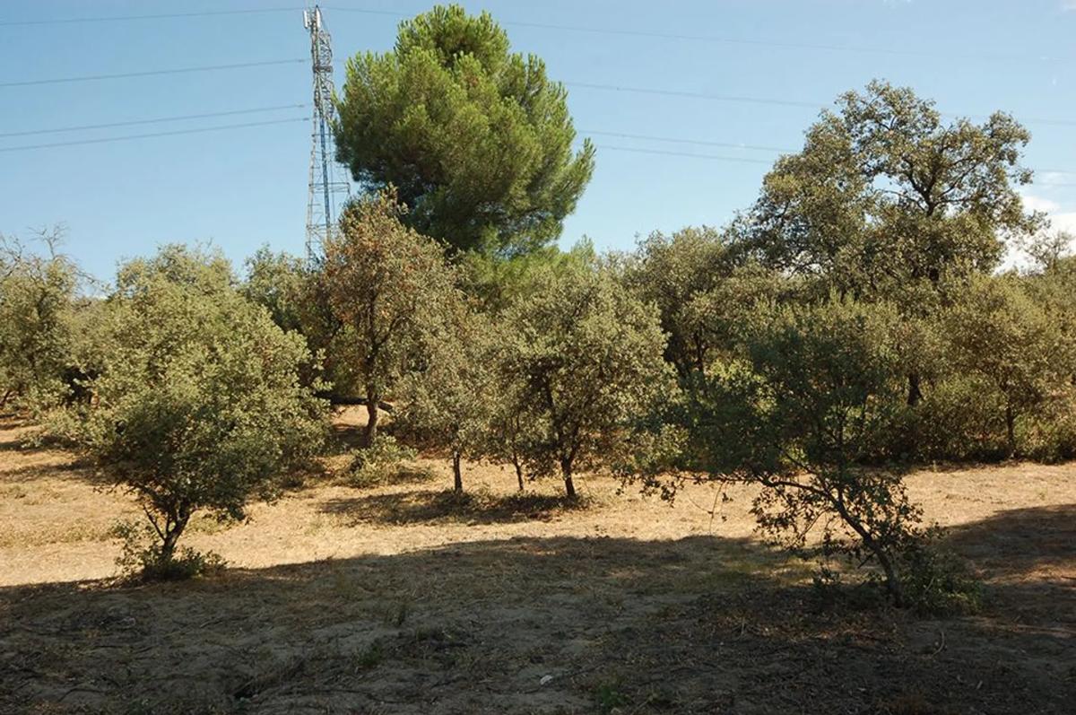Terreno en venta en Pozuelo de Alarcón, Madrid photo 2