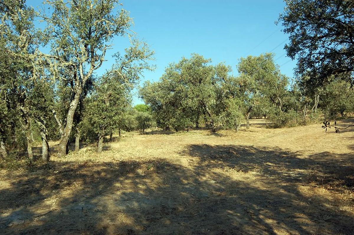 Terreno en venta en Pozuelo de Alarcón, Madrid photo 3