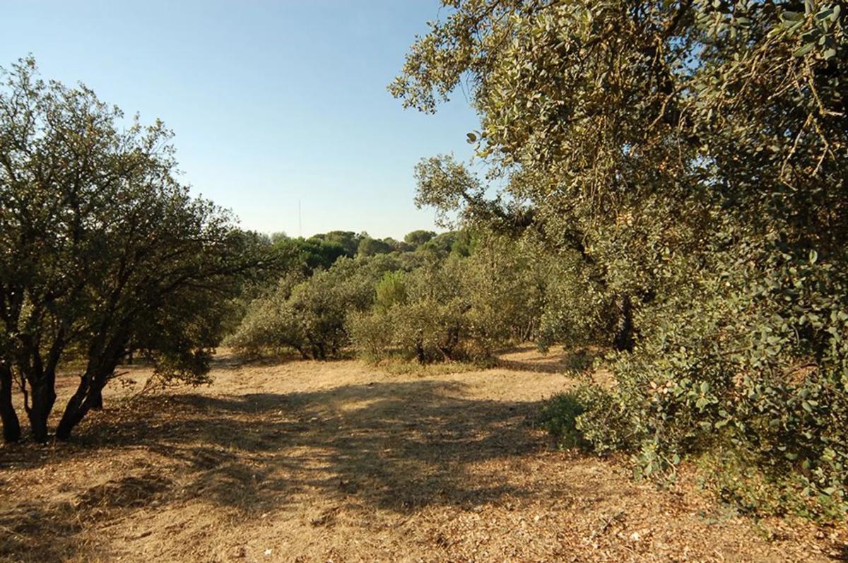 Terreno en venta en Pozuelo de Alarcón, Madrid photo 4