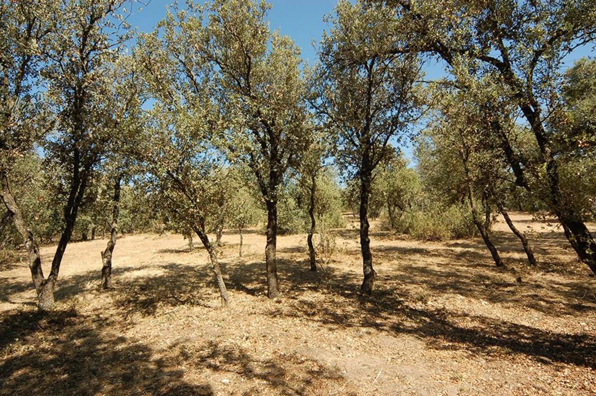 Terreno en venta en Pozuelo de Alarcón, Madrid photo 5