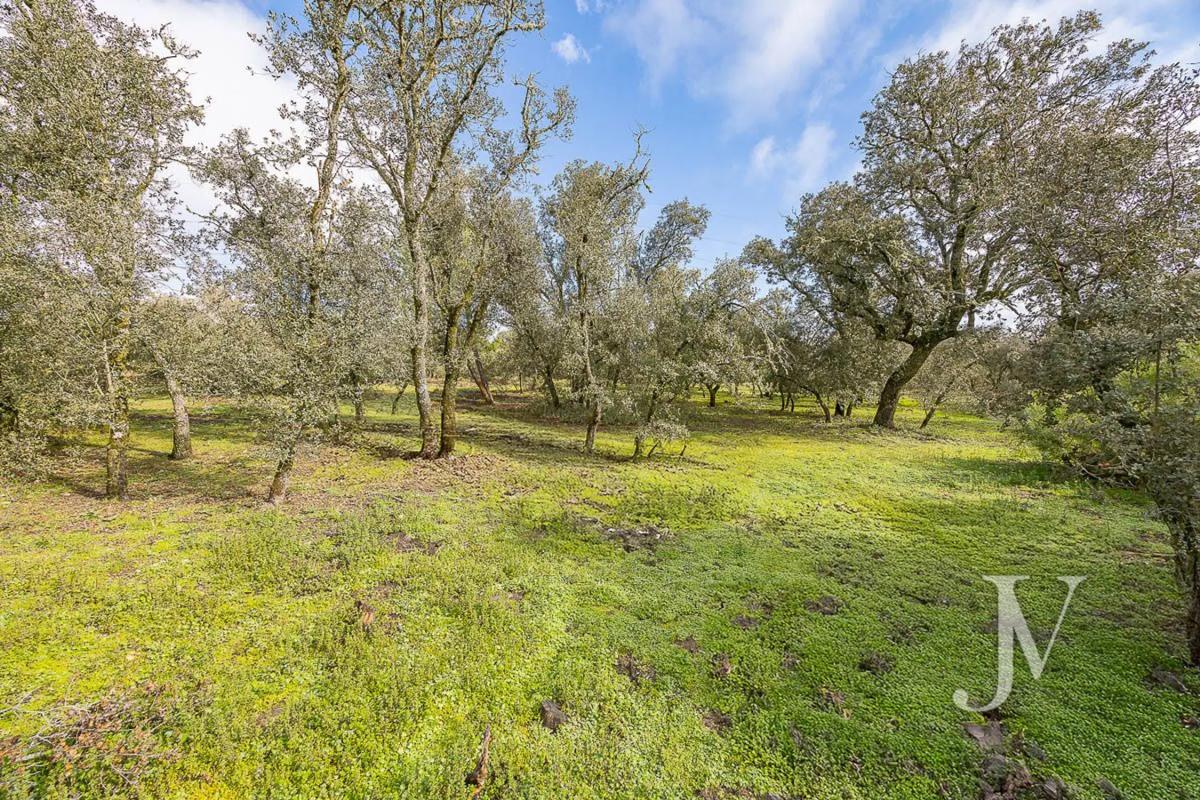 Land for sale in Pozuelo de Alarcón, Madrid photo 3