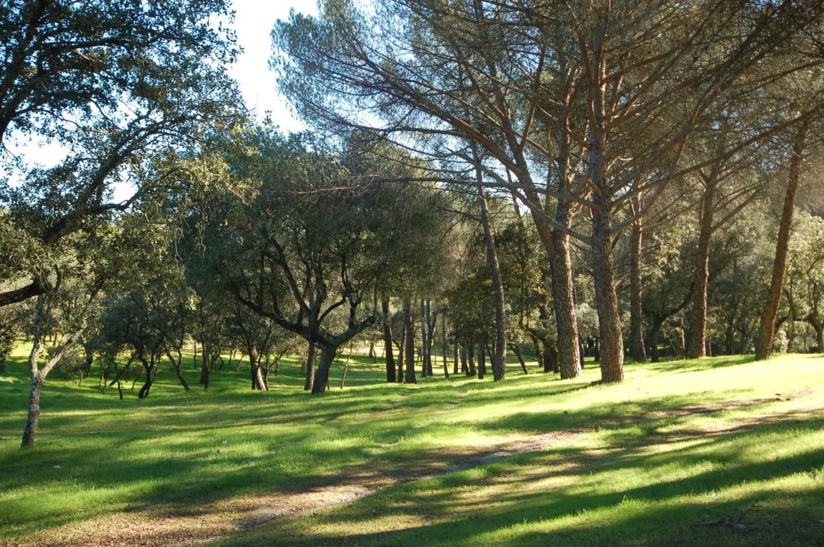 Terreno en venta en Pozuelo de Alarcón, Madrid photo 5