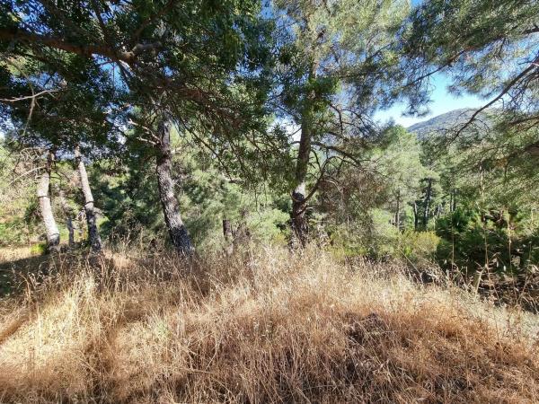 Terreno en Los Nogales, 4 photo 1