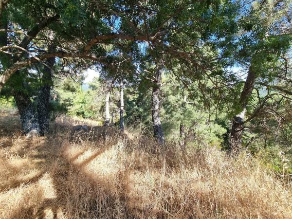 Terreno en Los Nogales, 4 photo 3