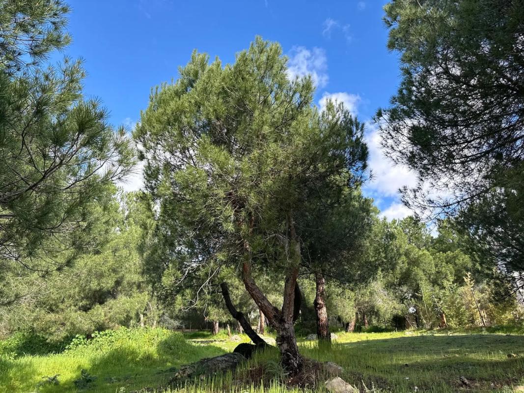 Terreno en venta en Torrelodones, Madrid photo 2