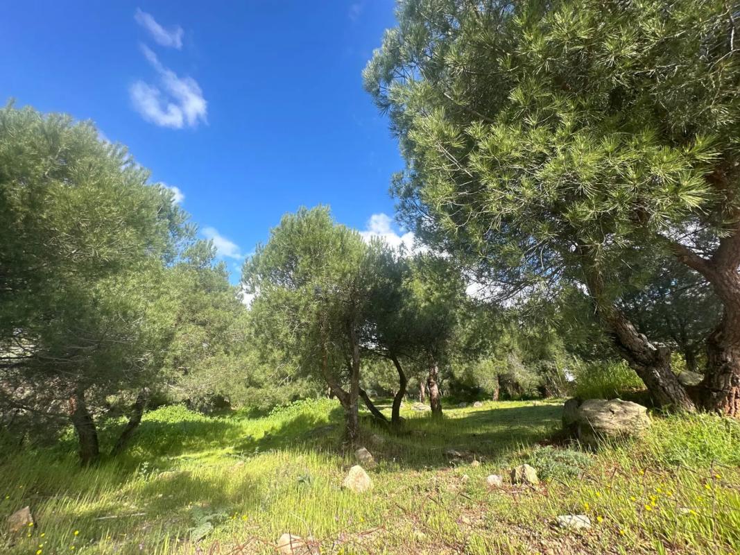 Terreno en venta en Torrelodones, Madrid photo 4