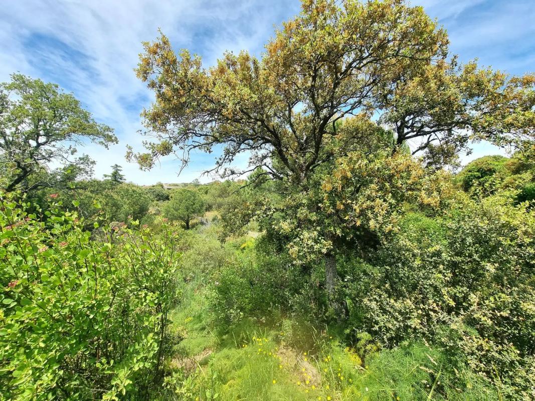 Terreno en venta en Torrelodones, Madrid photo 2