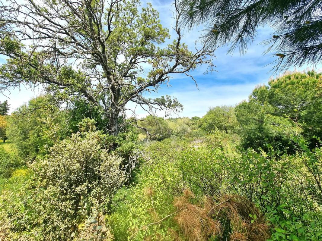 Terreno en venta en Torrelodones, Madrid photo 4