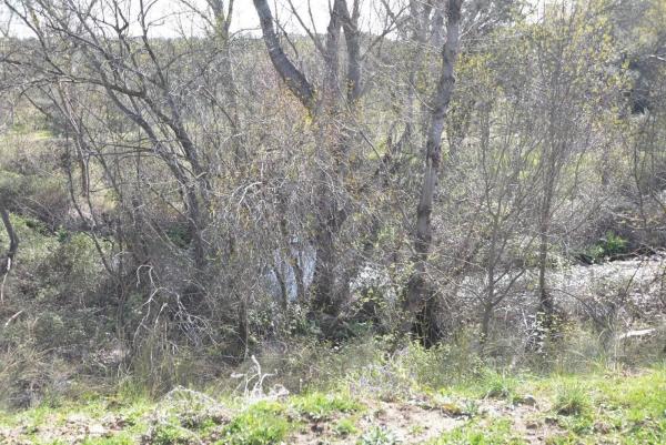 Terreno en Pino Alto - Navarredonda photo 2