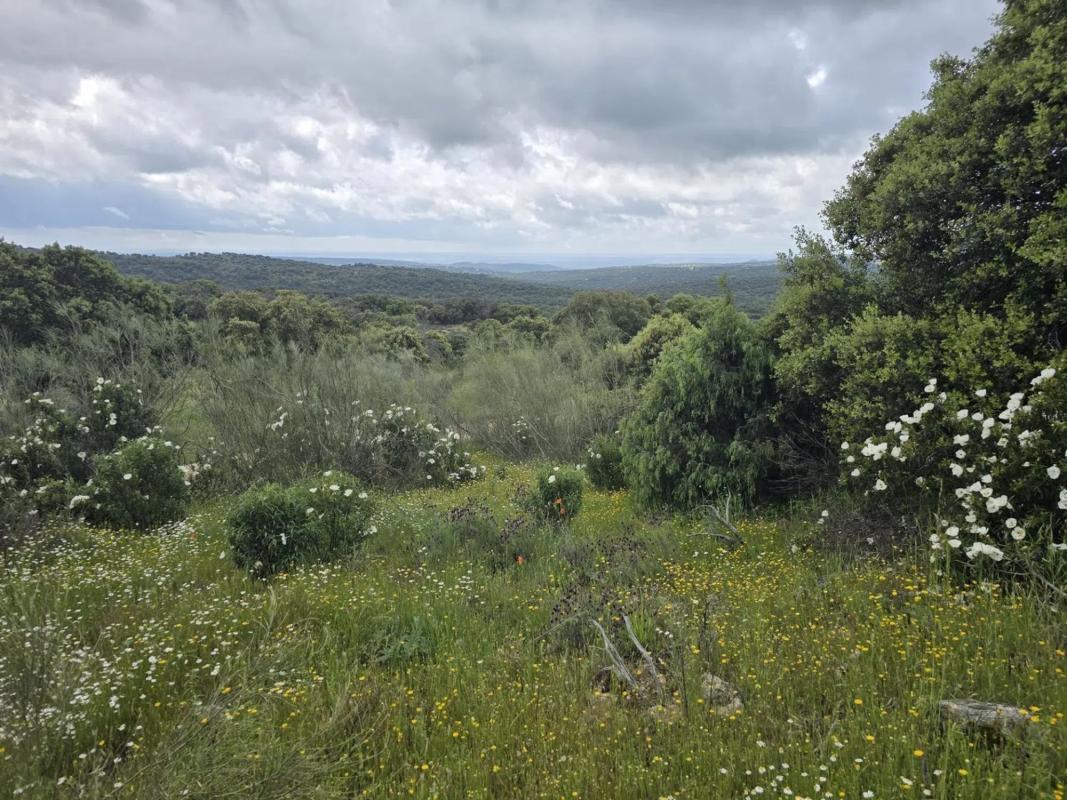 Land for sale in Valdemorillo, Madrid photo 1