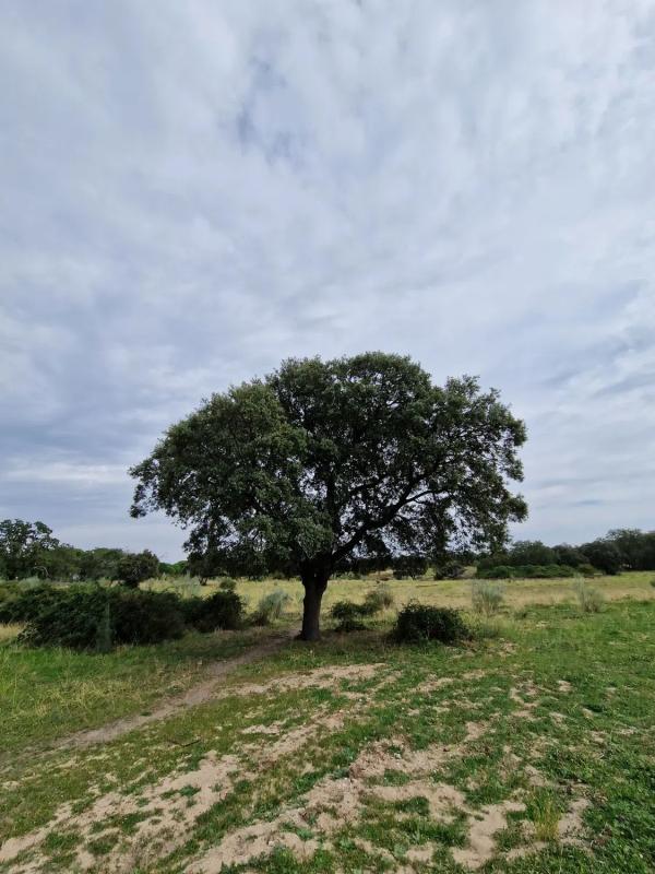 Działka na sprzedaż w Valdemorillo, Madryt photo 4