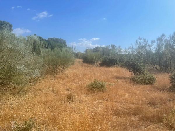 Terreno en Valdemorillo pueblo photo 1