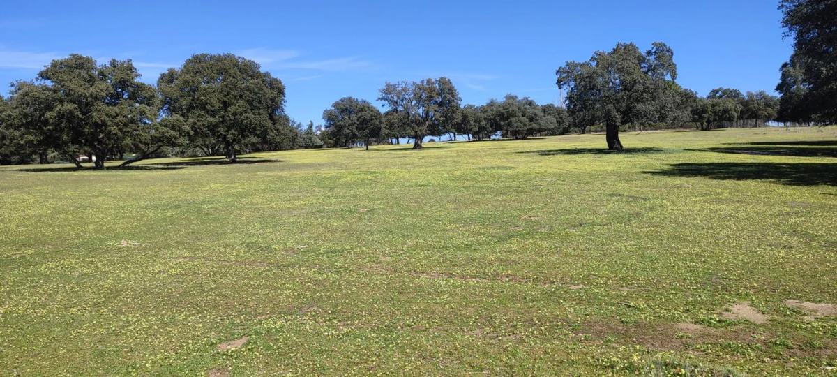 Terreno en venta en Villanueva de la Cañada, Madrid photo 4