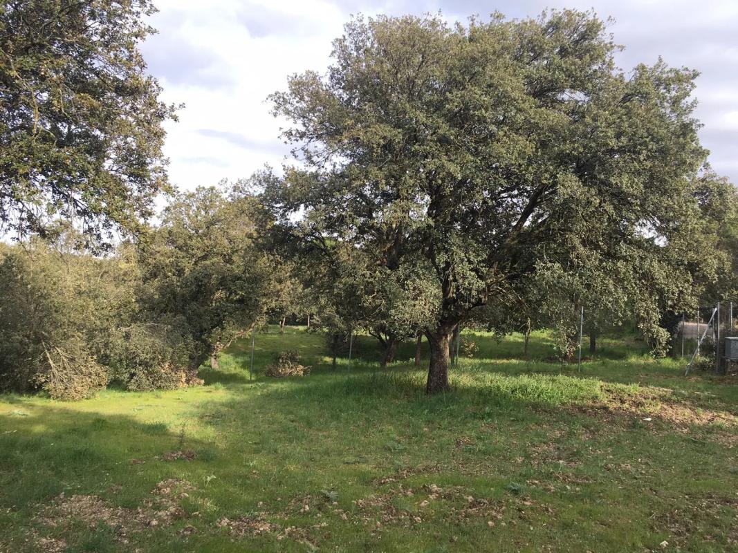 Terreno en venta en Villaviciosa de Odón, Madrid photo 5