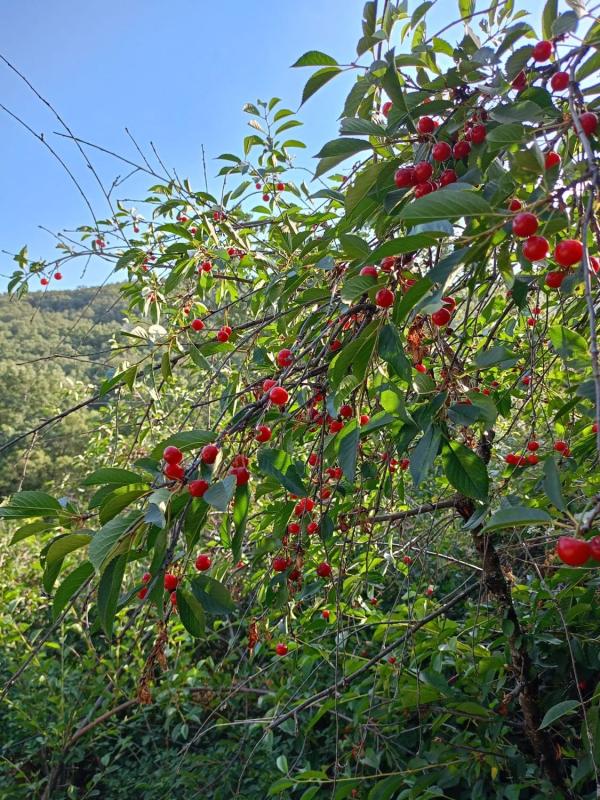 Działka na sprzedaż w Miraflores de la Sierra, Madryt photo 3