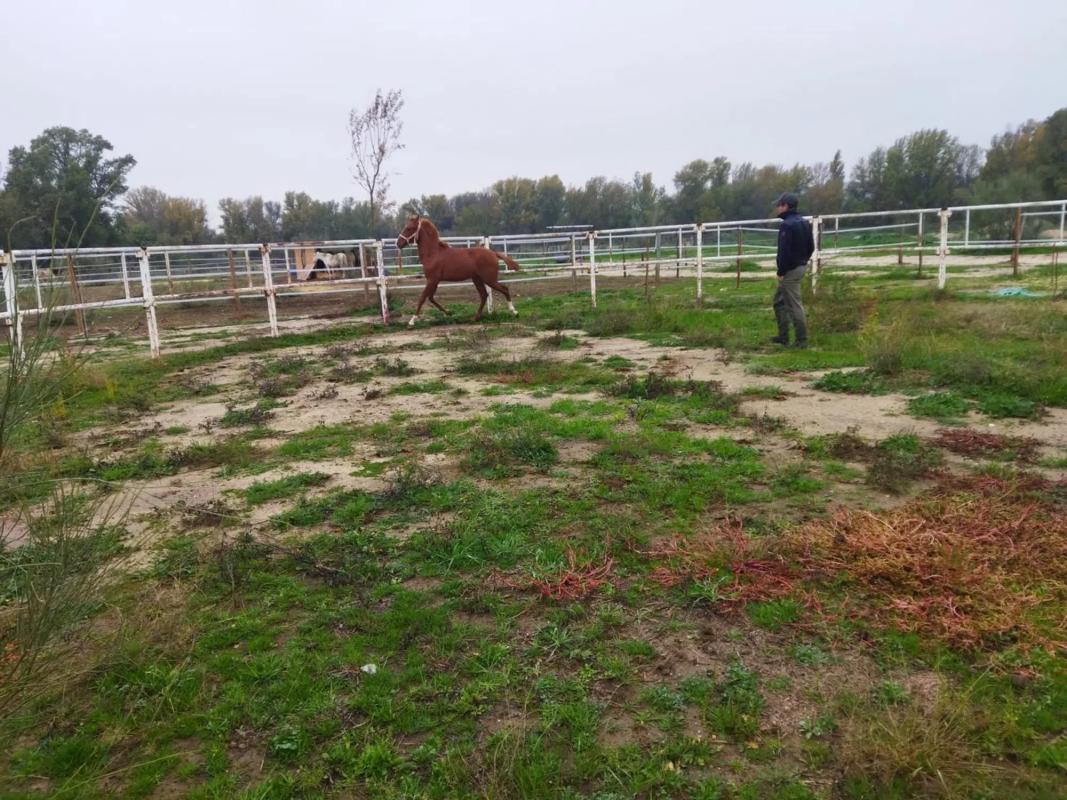 Участок земли на продажу в Вальдеторрес де Харама, Мадрид photo 4