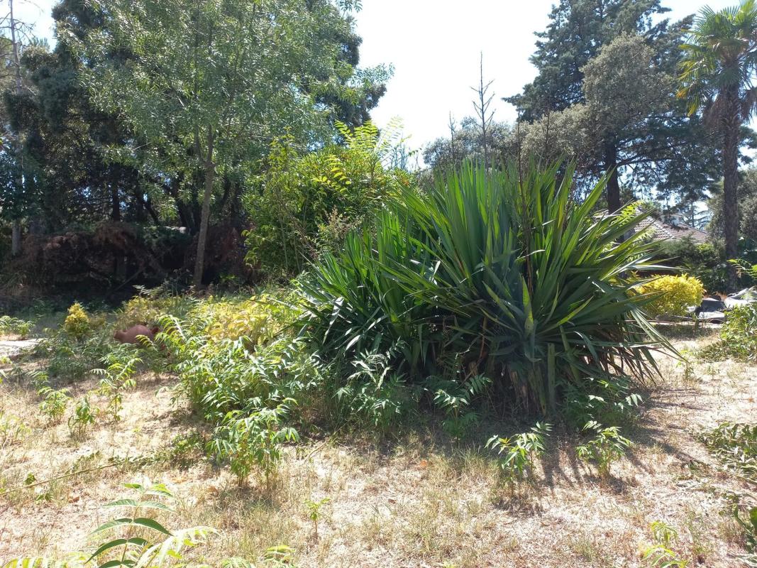 Terreno en venta en Cotos de Monterrey, Madrid photo 3