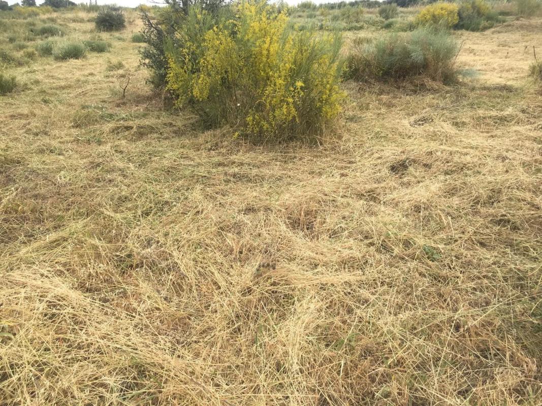 Terreno en venta en Valdepiélagos, Madrid photo 3