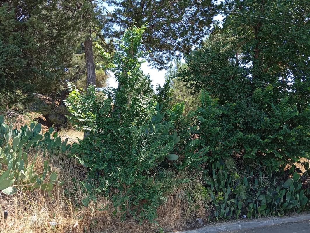 Terreno en venta en Paracuellos de Jarama, Madrid photo 2