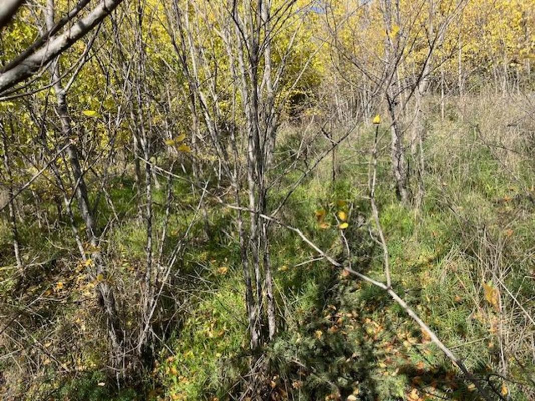 Terreno en venta en Miraflores de la Sierra, Madrid photo 5
