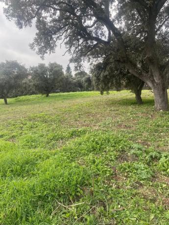 Terreno en La Moraleja urbanización photo
