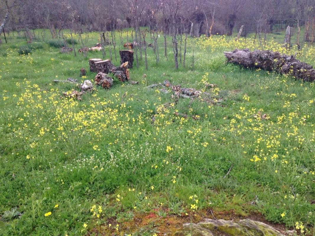 Terreno en venta en Madarcos, Madrid photo 2