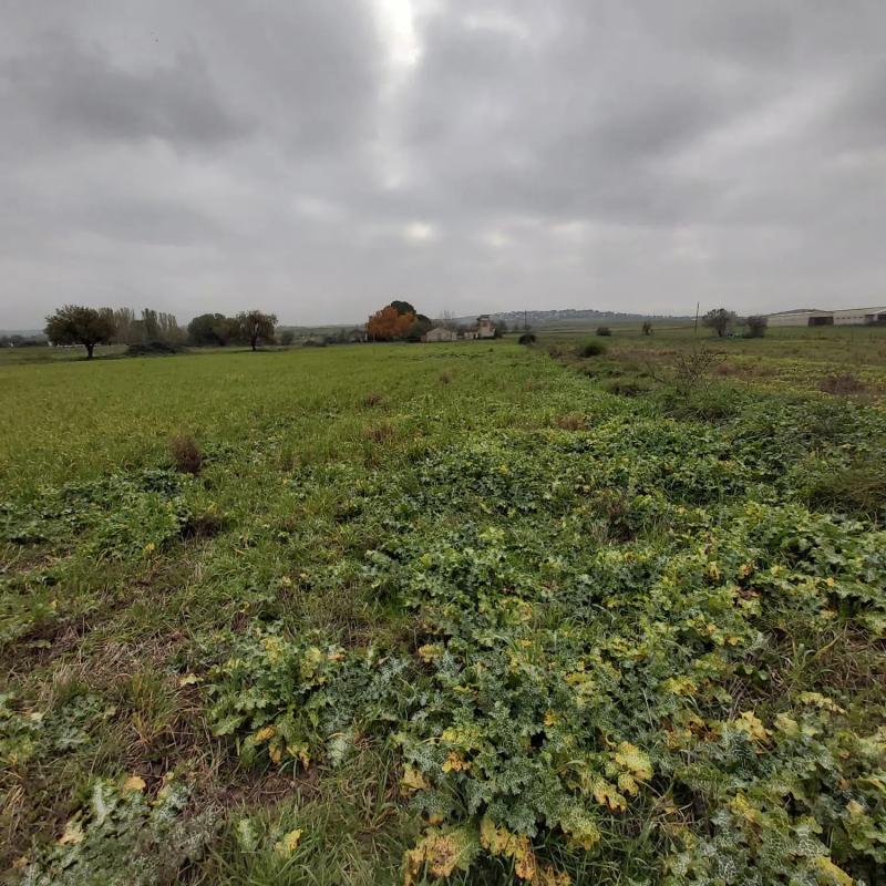Terreno en venta en Fuente el Saz de Jarama, Madrid photo 3