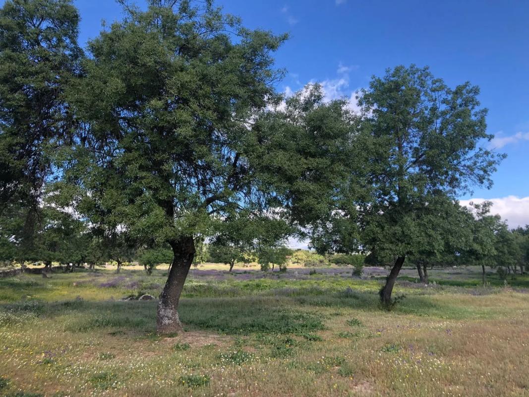 Terreno en venta en Colmenar Viejo, Madrid photo 1