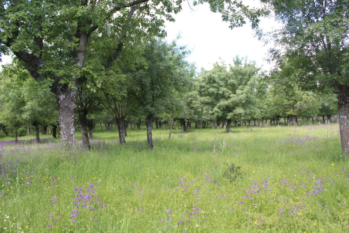 Terreno en venta en Manzanares el Real, Madrid photo 2