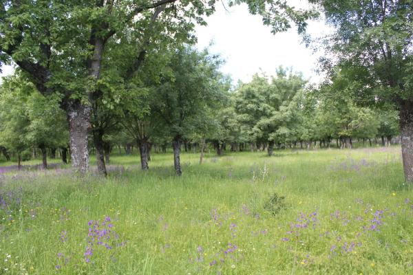 Terreno en pedriza s/n photo 2