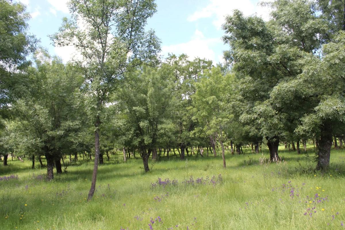 Terreno en venta en Manzanares el Real, Madrid photo 3
