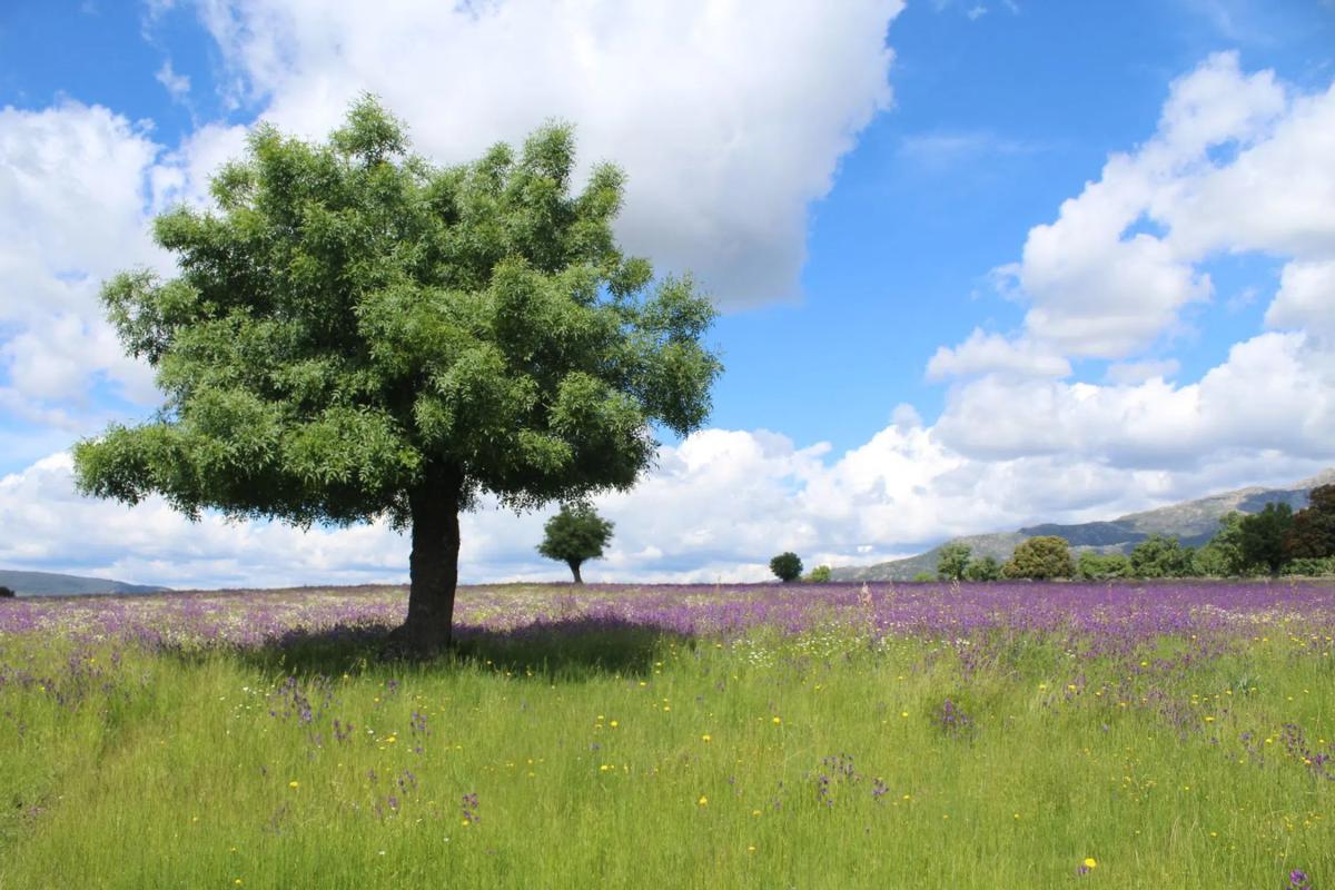 Terreno en venta en Manzanares el Real, Madrid photo 4