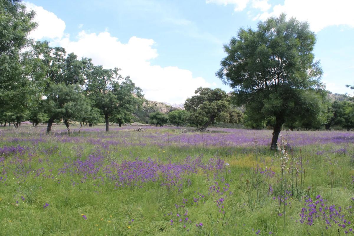 Terreno en venta en Manzanares el Real, Madrid photo 5