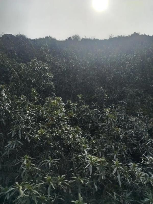 Terreno en venta en Berrueco, El, Madrid photo 5