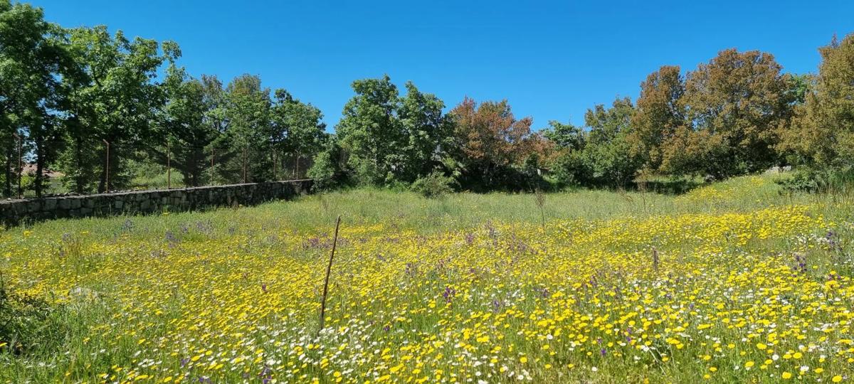 Terreno en venta en Bustarviejo, Madrid photo 2