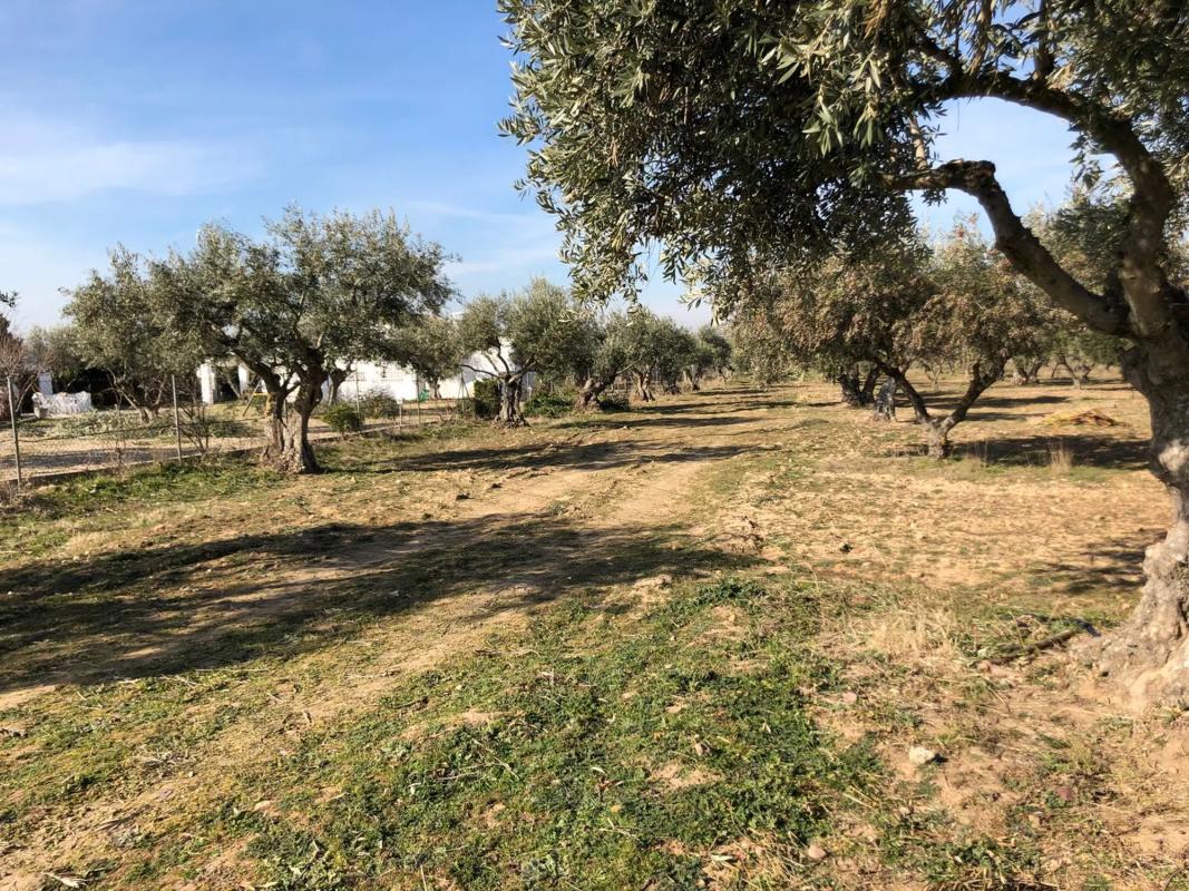 Terreno en venta en Fuente el Saz de Jarama, Madrid photo 2