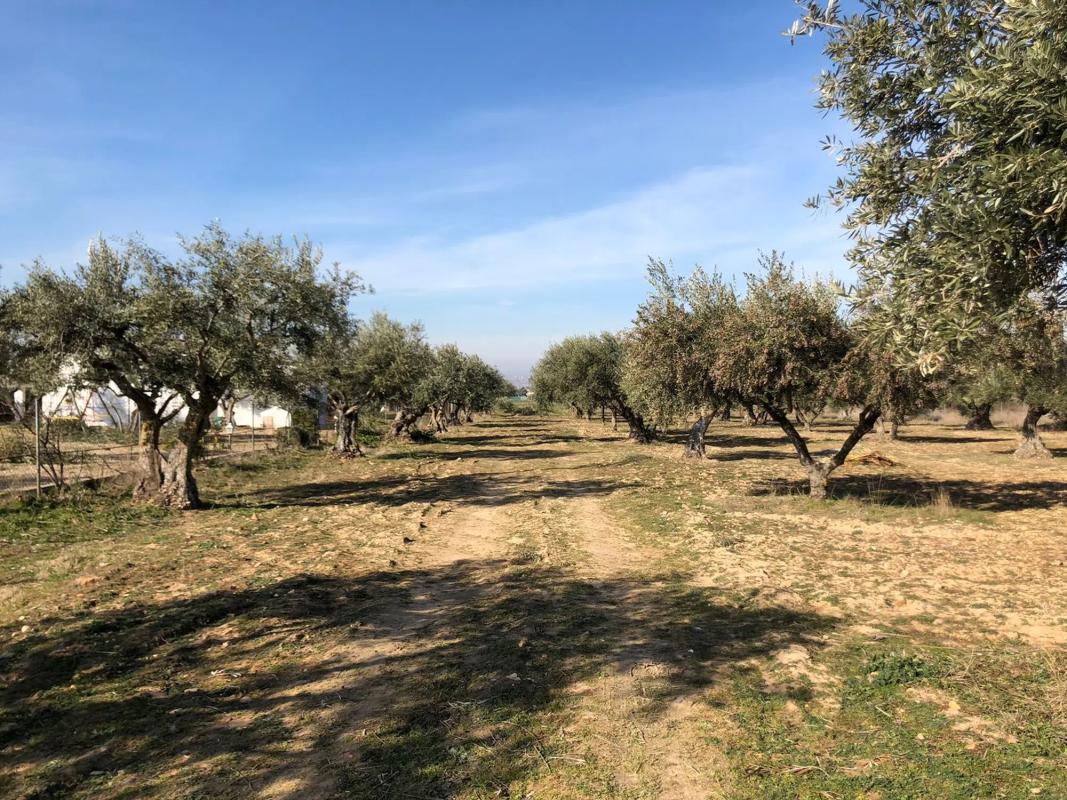 Terreno en venta en Fuente el Saz de Jarama, Madrid photo 3