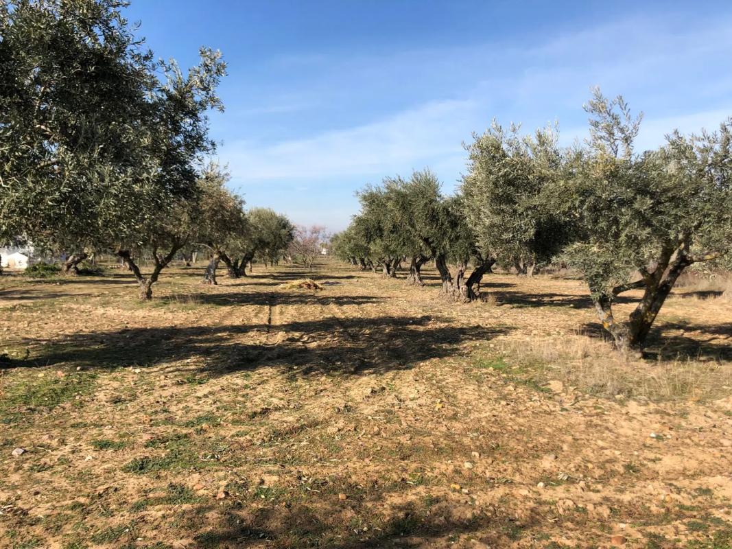 Terreno en venta en Fuente el Saz de Jarama, Madrid photo 4