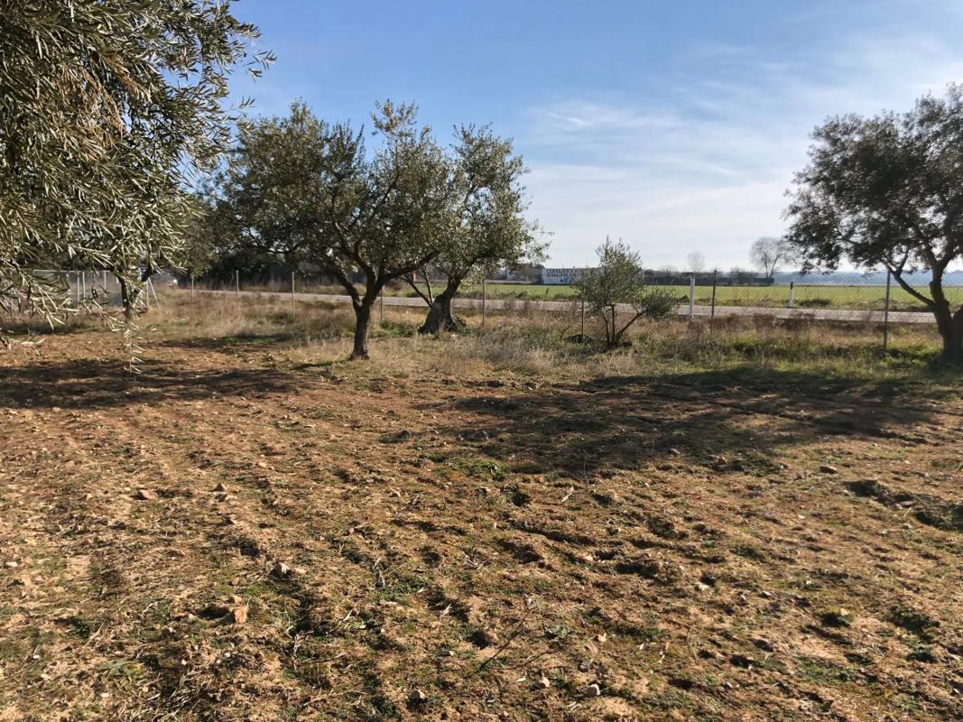 Terreno en venta en Fuente el Saz de Jarama, Madrid photo 5