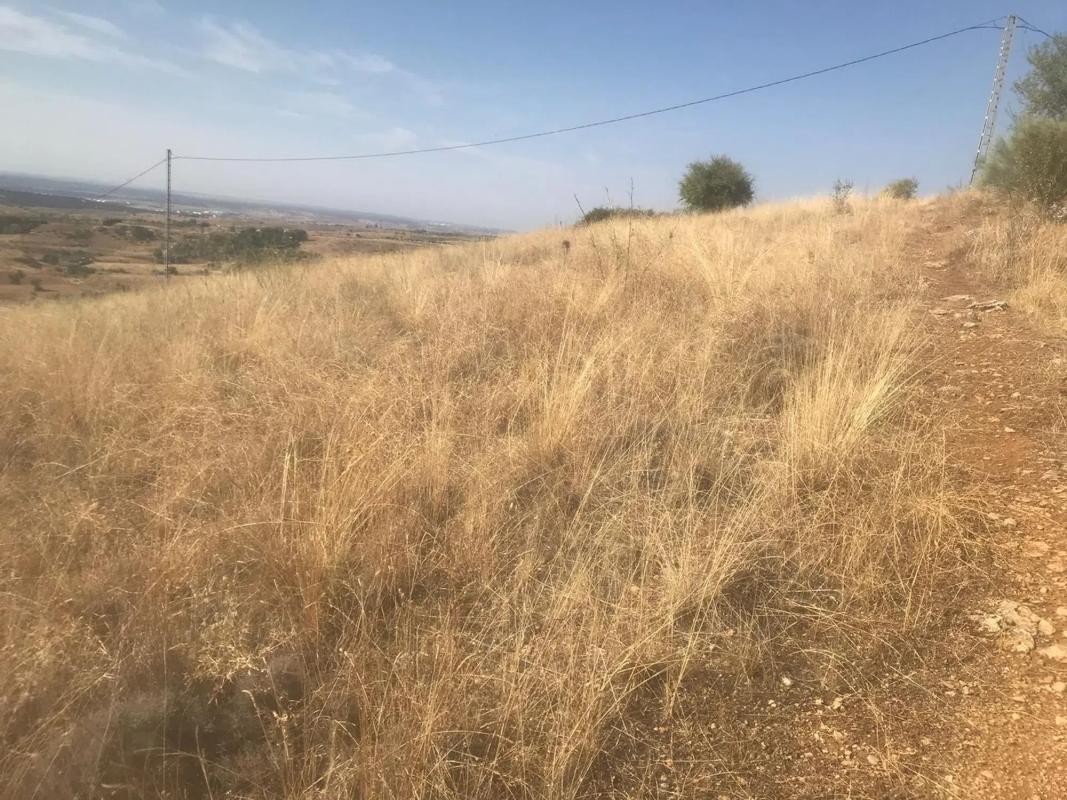 Land for sale in El Molar, Madrid photo 4