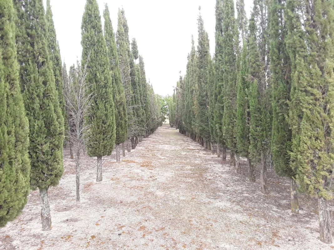 Terreno en venta en Moraleja de Enmedio, Madrid photo 1