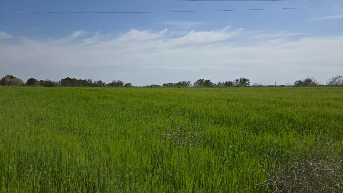 Terreno en venta en Torrejón de Velasco, Madrid photo 3