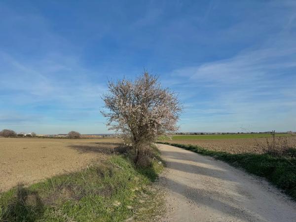 Terreno en camino de Torrejón de Velasco a Valdemoro, 21 thumbnail 2