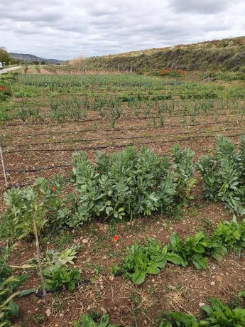 Terreno en m-320 s/n photo 4
