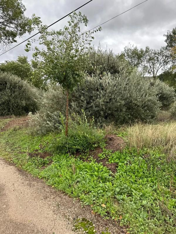 Terreno en venta en Morata de Tajuña, Madrid photo 5