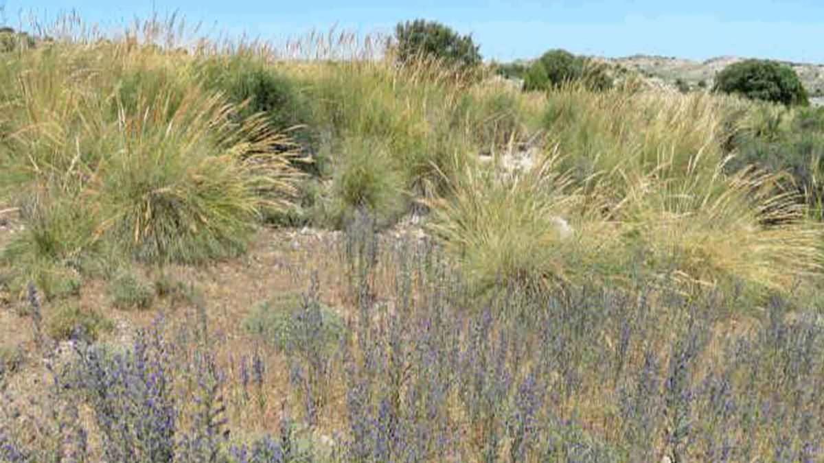 Terreno en venta en Villarejo de Salvanés, Madrid photo 4