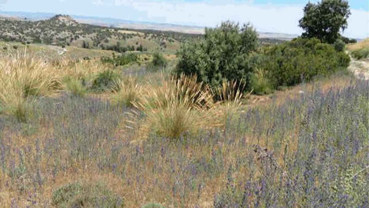 Terreno en venta en Villarejo de Salvanés, Madrid photo 5