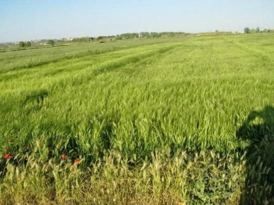 Terreno en venta en Aranjuez, Madrid photo 3