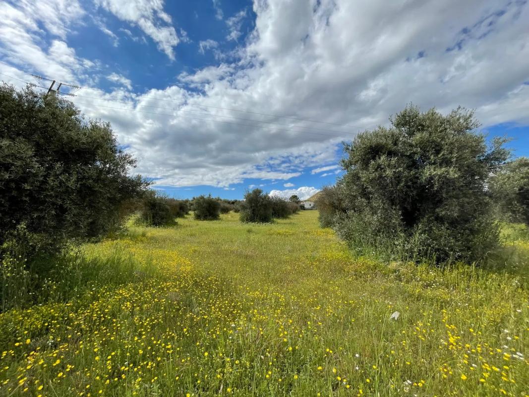 Terreno en venta en Morata de Tajuña, Madrid photo 3